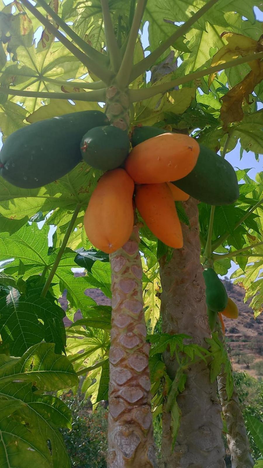 فيلا Casita Naranja ألورا المظهر الخارجي الصورة