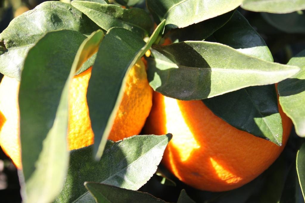 فيلا Casita Naranja ألورا الغرفة الصورة